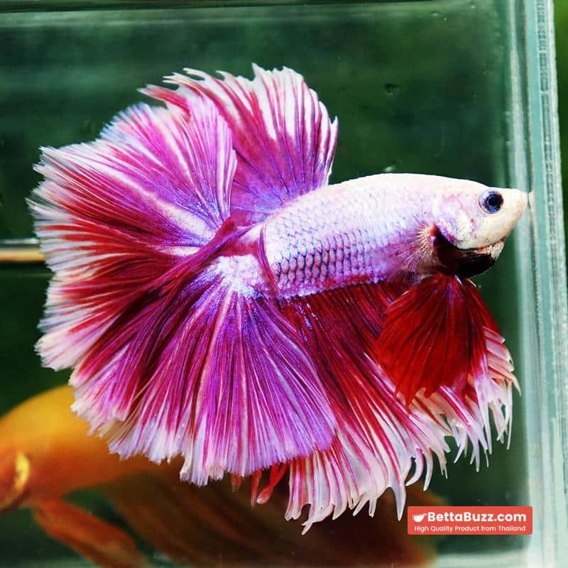 Betta fish Prince of Pink Lavender Hawk HS - Image 3