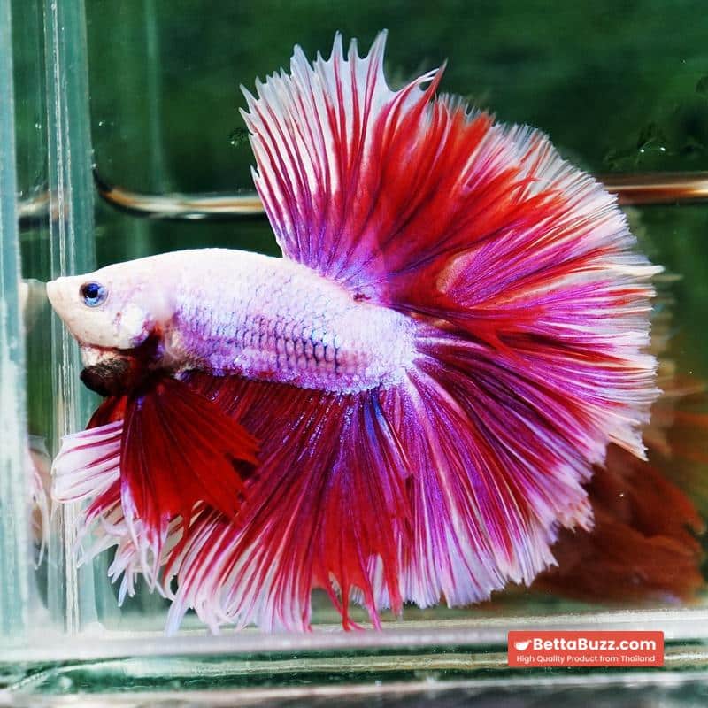 Betta fish Prince of Pink Lavender Hawk HS - Image 6