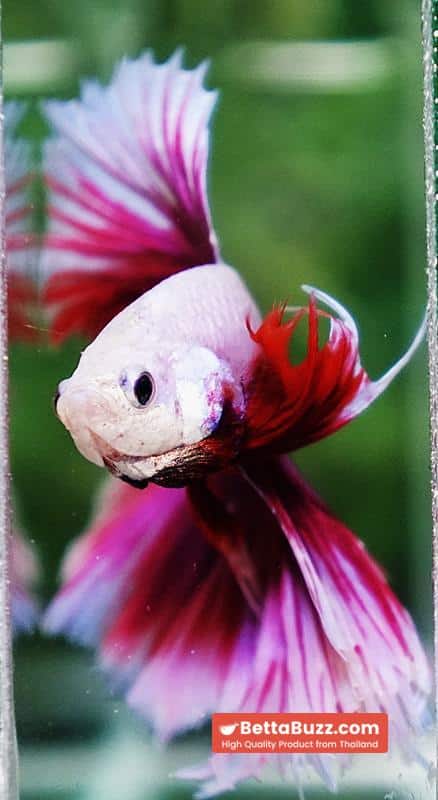 Betta fish Prince of Pink Lavender Hawk HS - Image 8