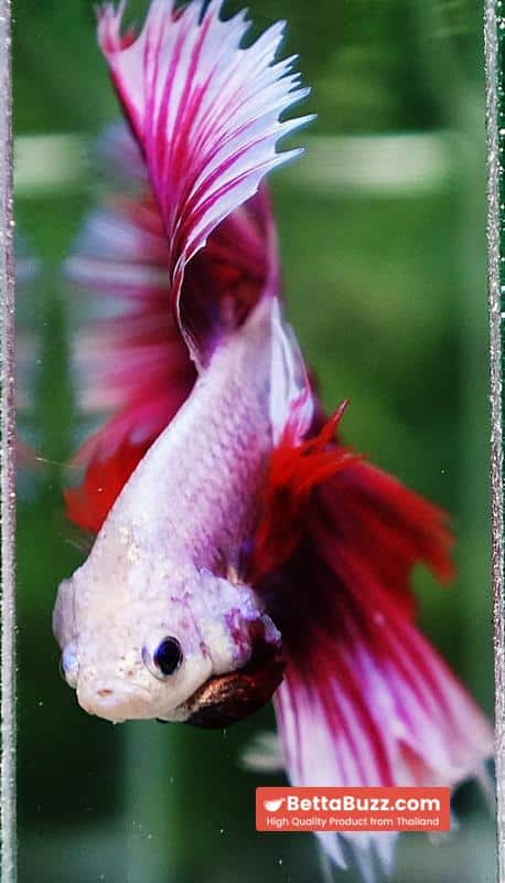Betta fish Prince of Pink Lavender Hawk HS - Image 9