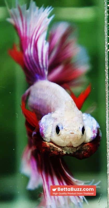 Betta fish Prince of Pink Lavender Hawk HS - Image 10