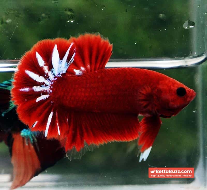 Betta Fish Hell Boy Star OHMPK - Image 3