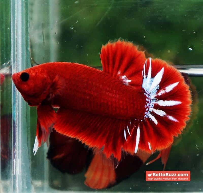 Betta Fish Hell Boy Star OHMPK - Image 2
