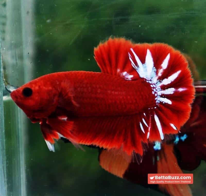 Betta Fish Hell Boy Star OHMPK - Image 4