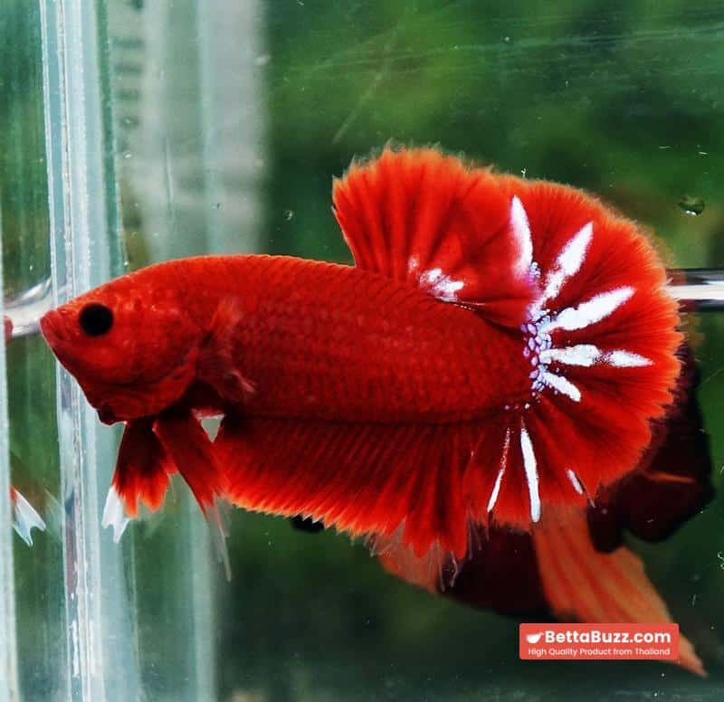 Betta Fish Hell Boy Star OHMPK - Image 5