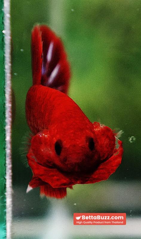 Betta Fish Hell Boy Star OHMPK - Image 6
