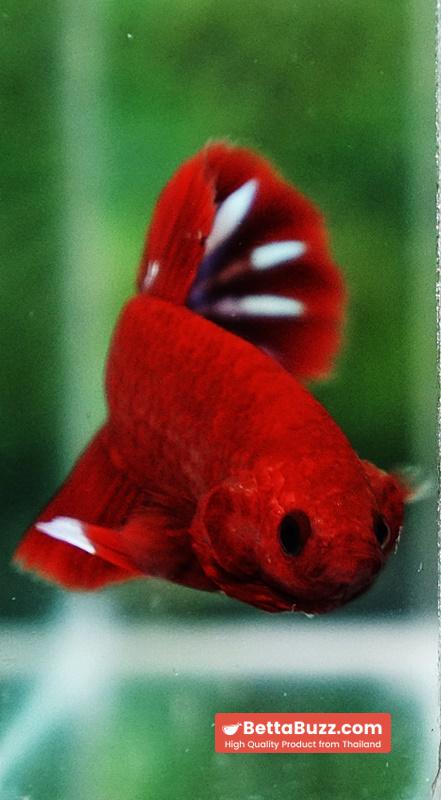 Betta Fish Hell Boy Star OHMPK - Image 7