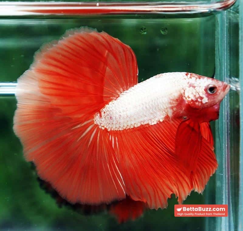Betta fish Sun fire Dragon Platinum OHM - Image 3
