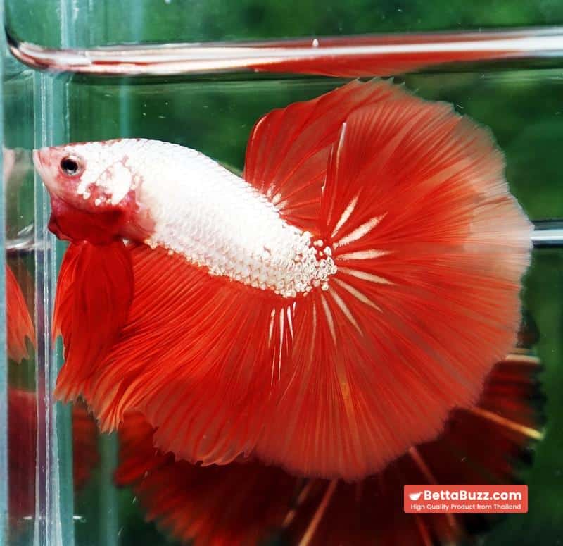 Betta fish Sun fire Dragon Platinum OHM - Image 4