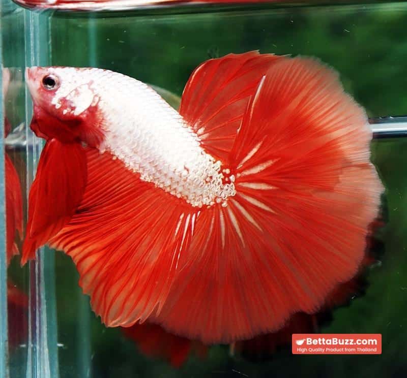Betta fish Sun fire Dragon Platinum OHM - Image 2
