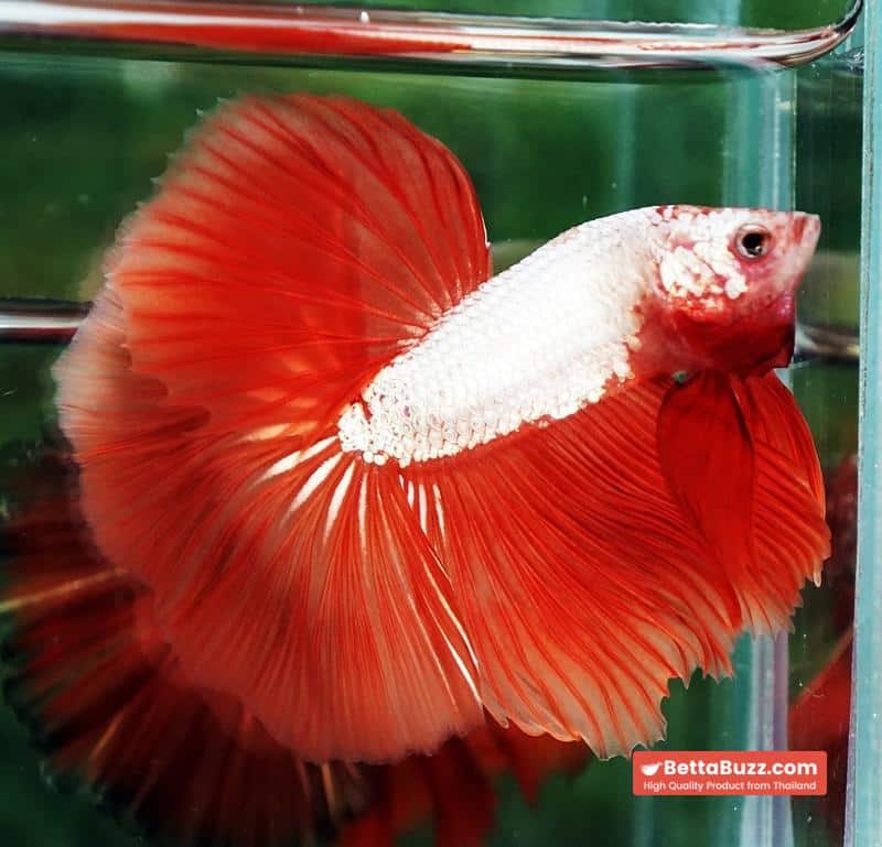 Betta fish Sun fire Dragon Platinum OHM - Image 5