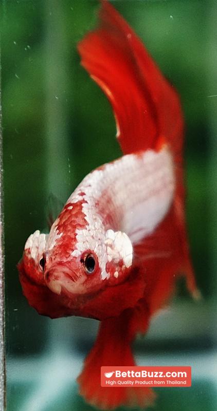 Betta fish Sun fire Dragon Platinum OHM - Image 6