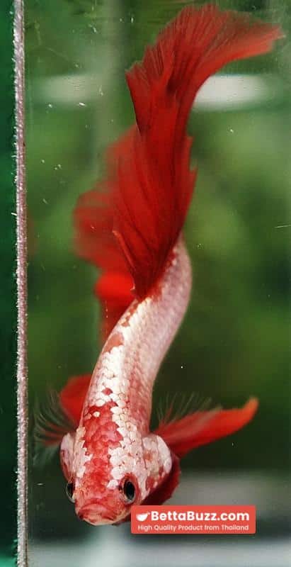 Betta fish Sun fire Dragon Platinum OHM - Image 7