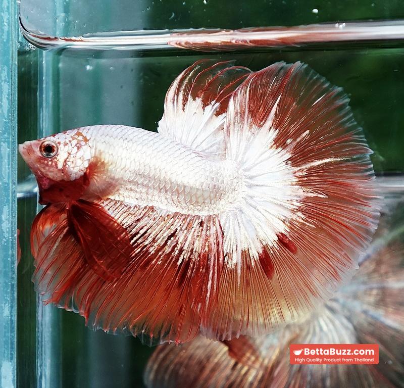 Betta fish Platinum Armageddon Dragon Meteor HM - Image 3