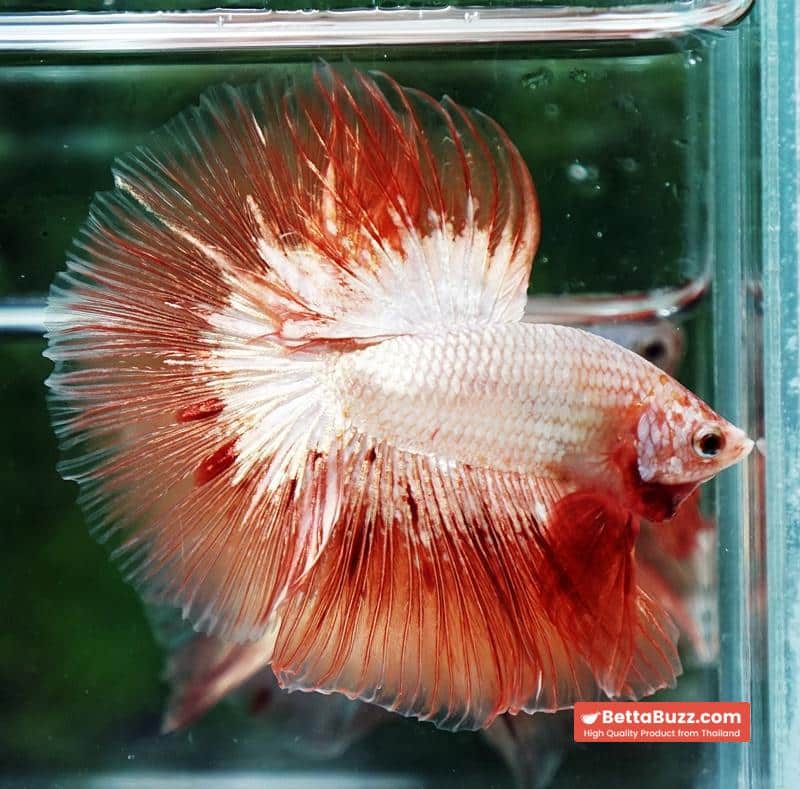 Betta fish Platinum Armageddon Dragon Meteor HM - Image 4