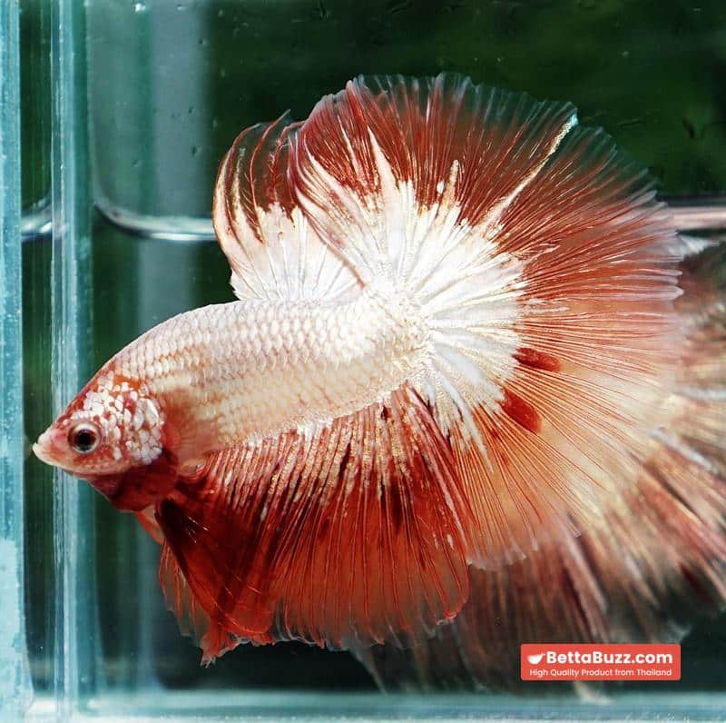 Betta fish Platinum Armageddon Dragon Meteor HM - Image 5