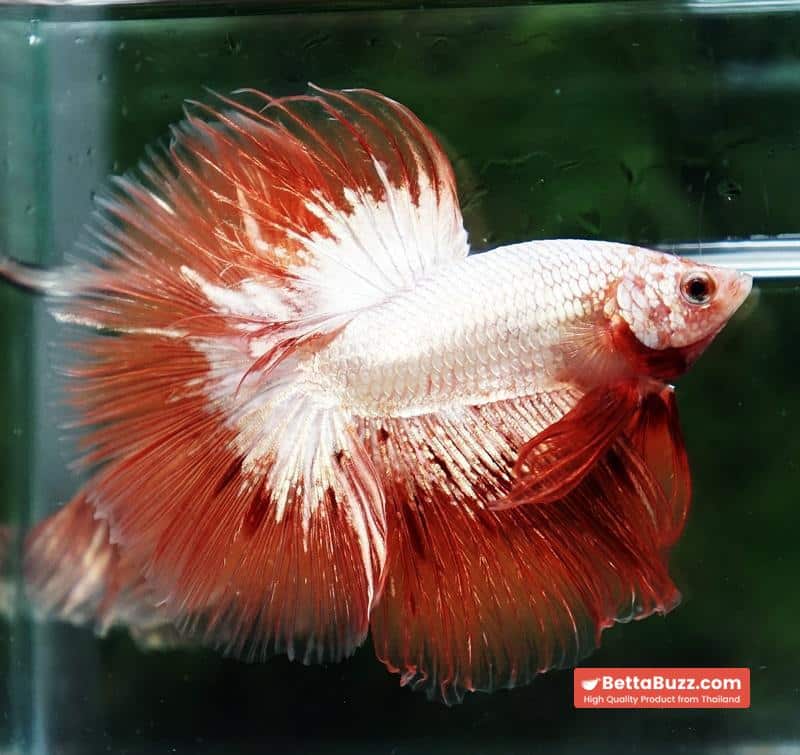 Betta fish Platinum Armageddon Dragon Meteor HM - Image 6