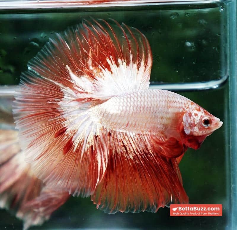 Betta fish Platinum Armageddon Dragon Meteor HM - Image 2