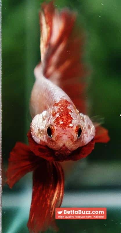 Betta fish Platinum Armageddon Dragon Meteor HM - Image 7