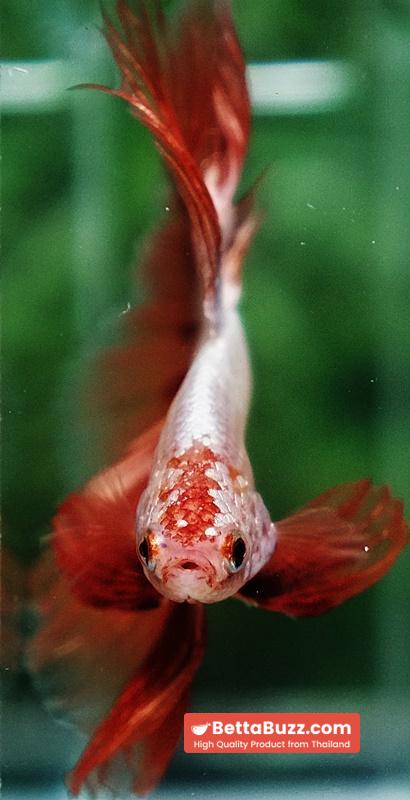 Betta fish Platinum Armageddon Dragon Meteor HM - Image 8