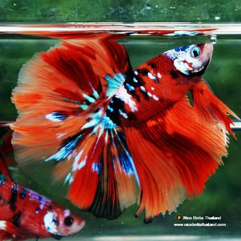 Betta fish Multicolor Nemo Galaxy HM