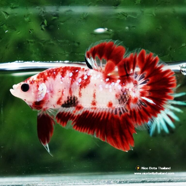 Betta fish Koi Kohagu HMPK