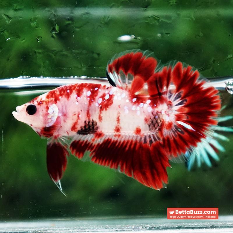 Betta fish Koi Kohagu HMPK