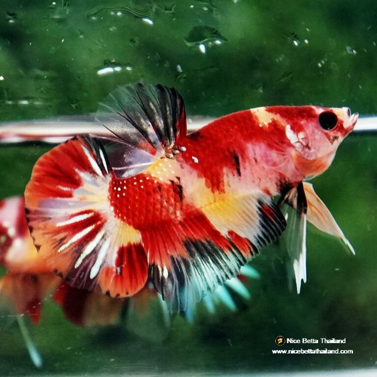 Betta fish Fire Marble Nemo HMPK