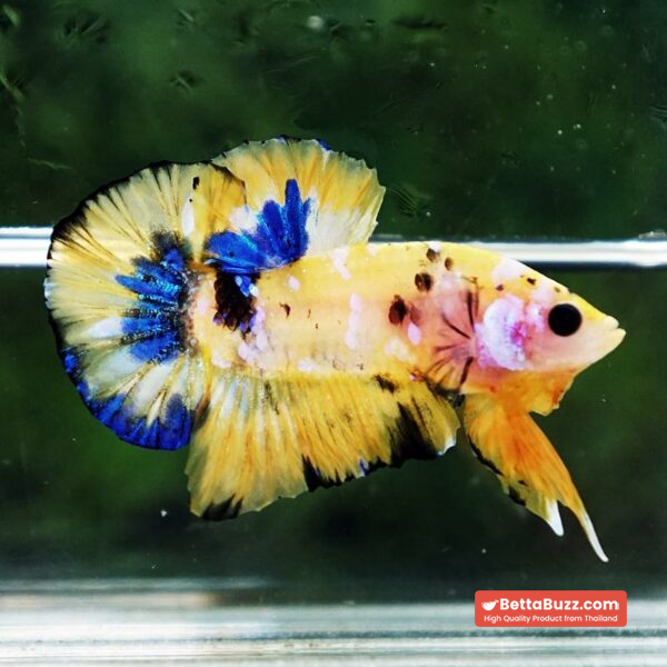 Betta fish Bumblebee Galaxy HMPK - Image 3