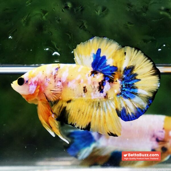 Betta fish Bumblebee Galaxy HMPK - Image 2