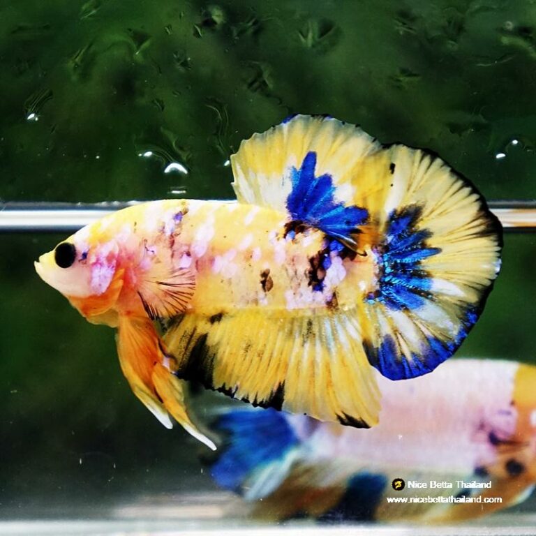 Betta fish Bumblebee Galaxy HMPK