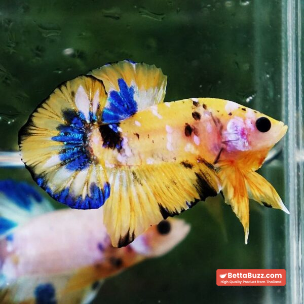 Betta fish Bumblebee Galaxy HMPK - Image 5