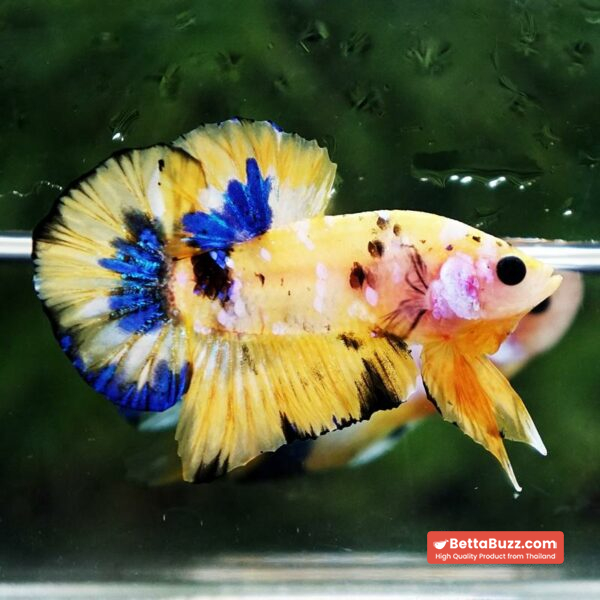 Betta fish Bumblebee Galaxy HMPK - Image 6