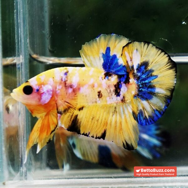 Betta fish Bumblebee Galaxy HMPK - Image 4