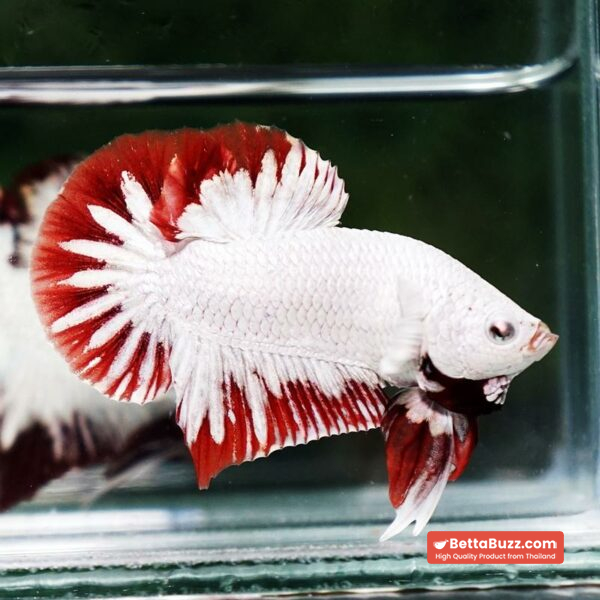 Betta fish Platinum Red Rim Dragon OHMPK - Image 6