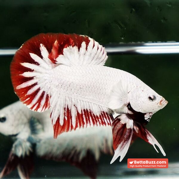 Betta fish Platinum Red Rim Dragon OHMPK - Image 4