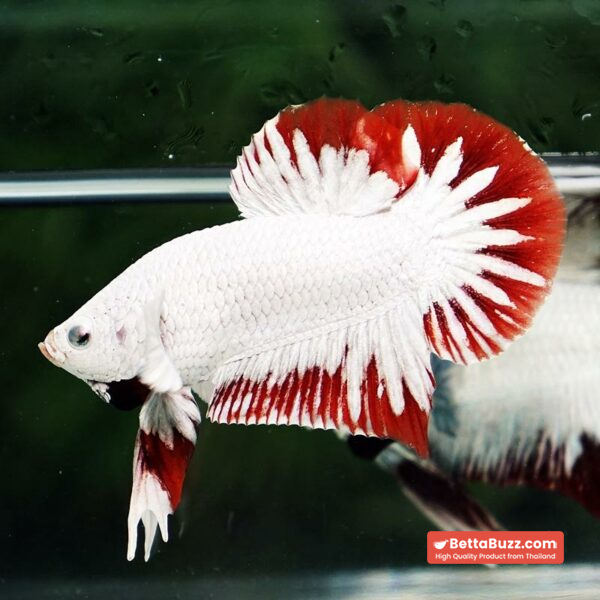 Betta fish Platinum Red Rim Dragon OHMPK - Image 3