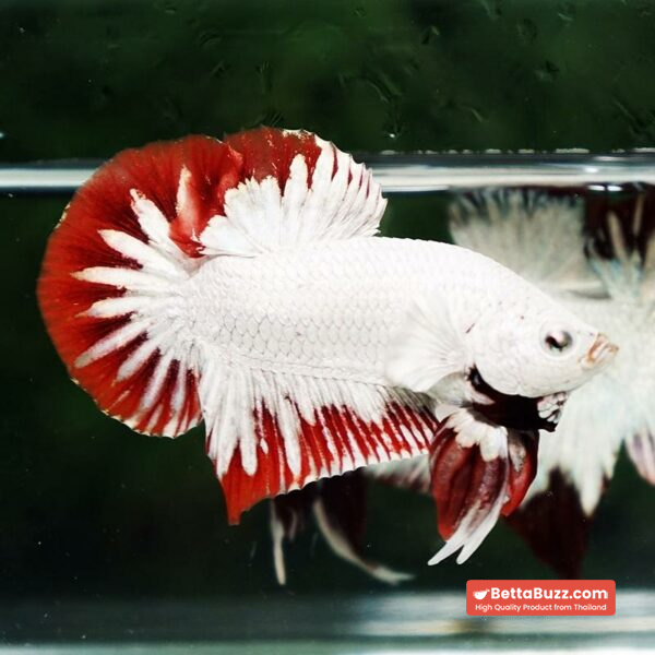 Betta fish Platinum Red Rim Dragon OHMPK - Image 2