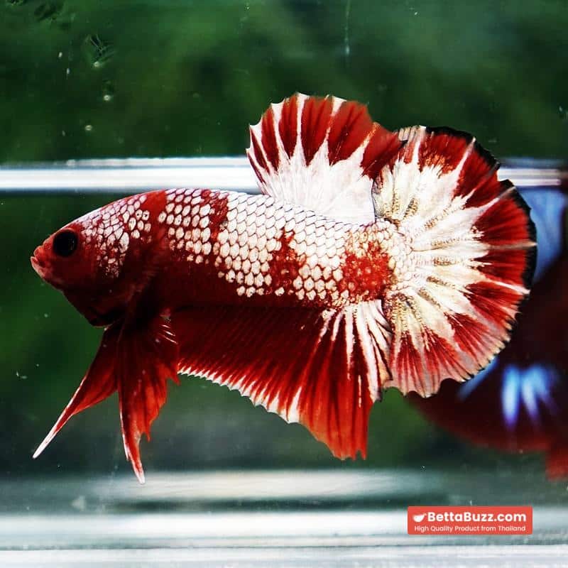 Betta Fish OHMPK Sparkle Fancy Red Zebra (Ultra Rare) - Image 5