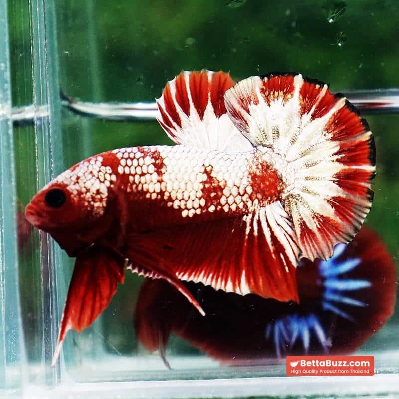 Betta Fish OHMPK Sparkle Fancy Red Zebra (Ultra Rare) - Image 3