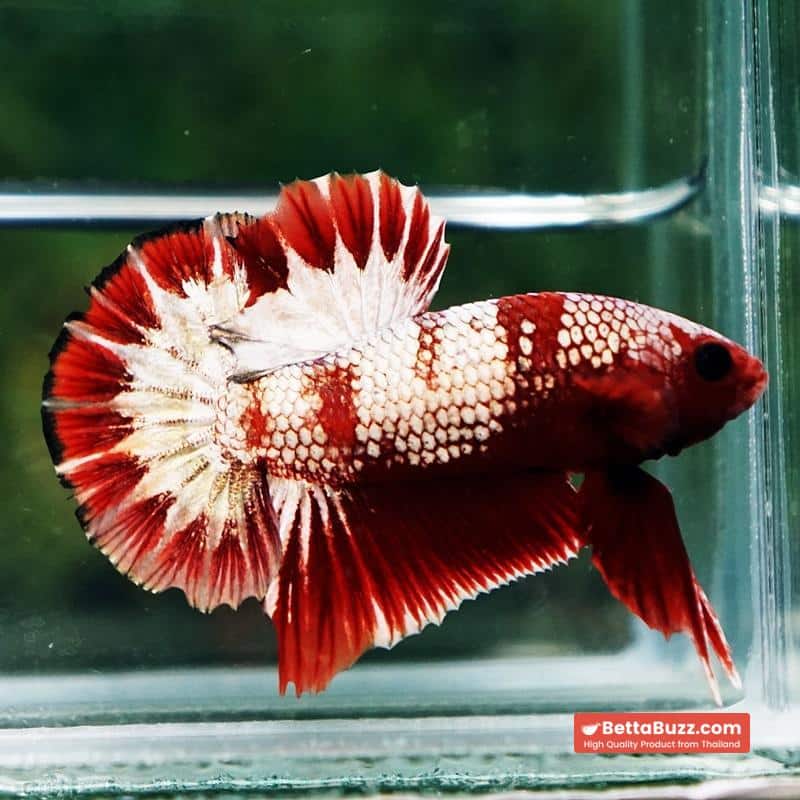 Betta Fish OHMPK Sparkle Fancy Red Zebra (Ultra Rare) - Image 4