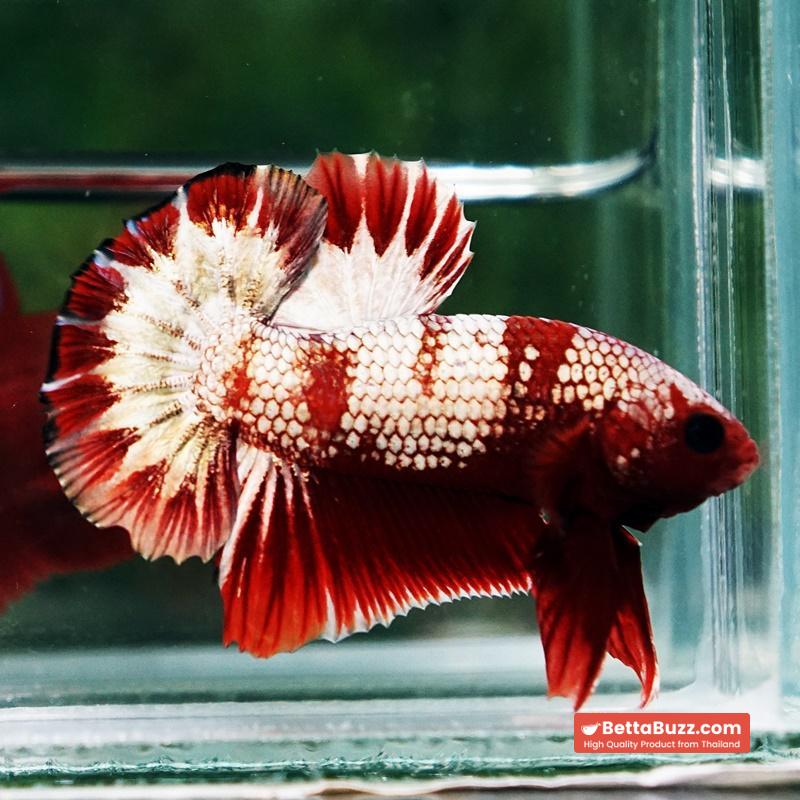 Betta Fish OHMPK Sparkle Fancy Red Zebra (Ultra Rare)