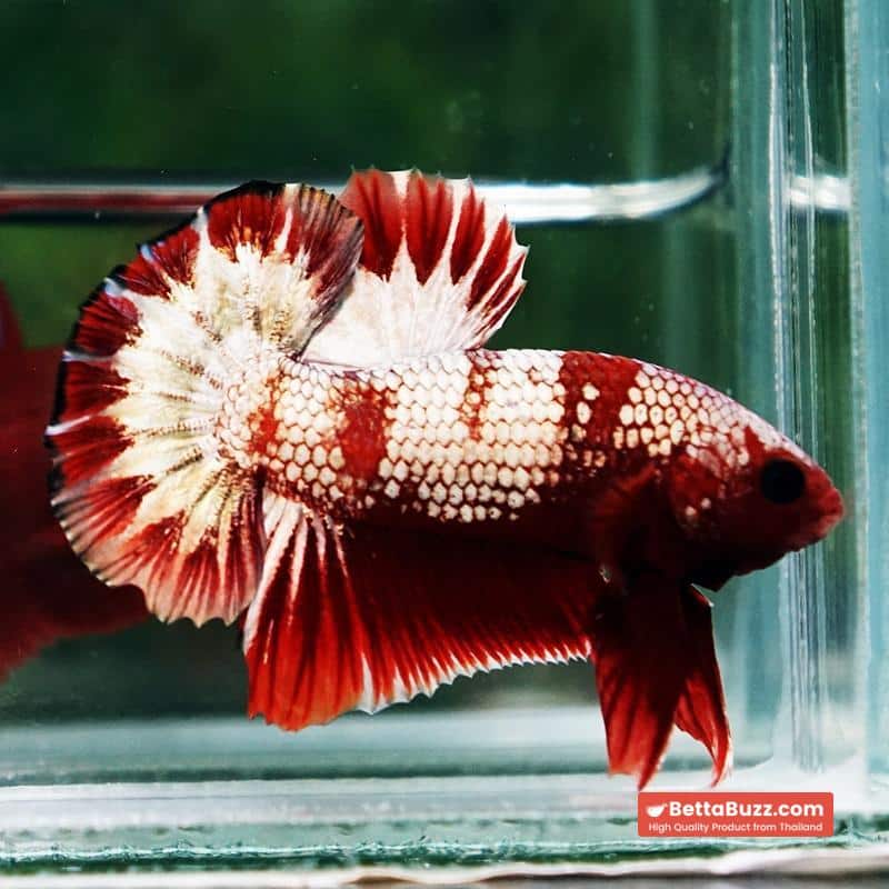 Betta Fish OHMPK Sparkle Fancy Red Zebra (Ultra Rare) - Image 2