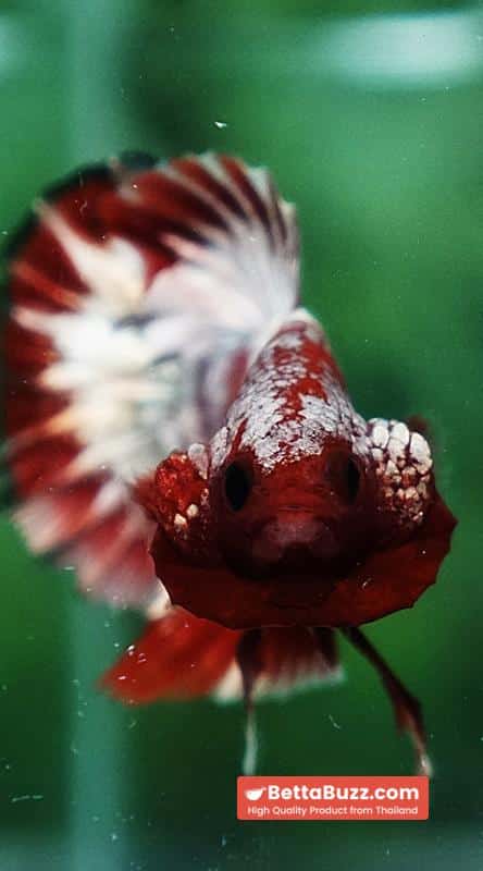 Betta Fish OHMPK Sparkle Fancy Red Zebra (Ultra Rare) - Image 7