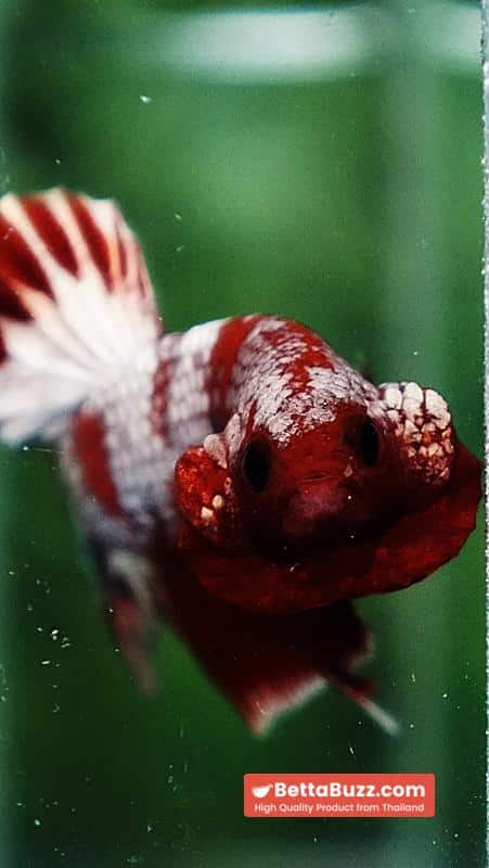 Betta Fish OHMPK Sparkle Fancy Red Zebra (Ultra Rare) - Image 8