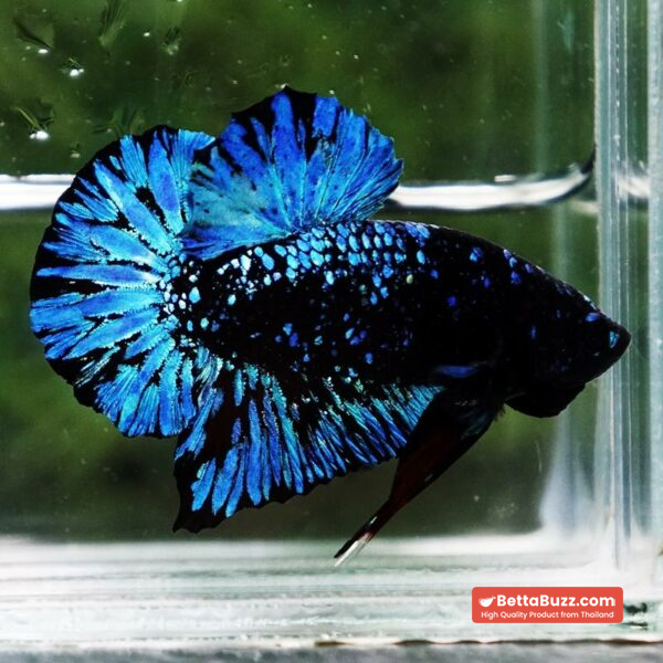 Betta Fish Avatar Nebular Black Star OHMPK - Image 5