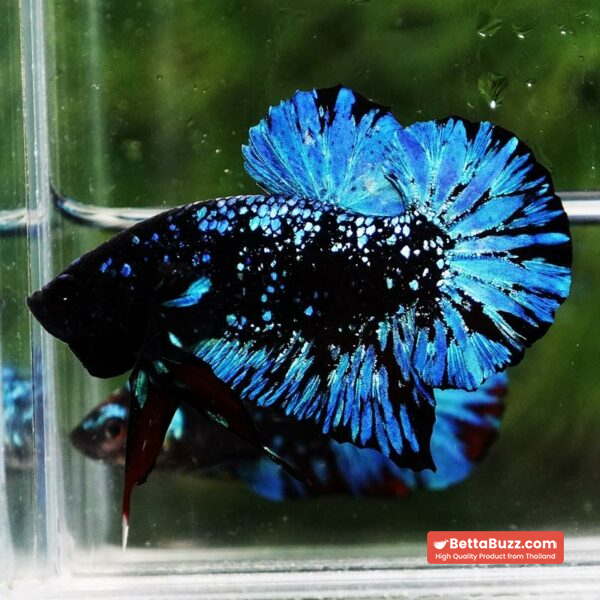 Betta Fish Avatar Nebular Black Star OHMPK - Image 2