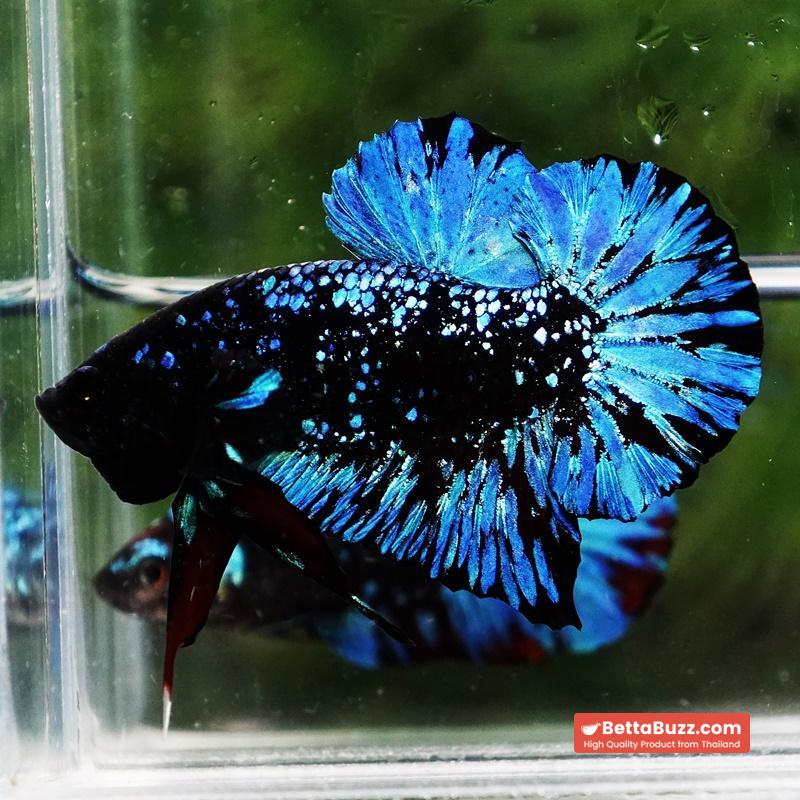Betta Fish Avatar Nebular Black Star OHMPK - Image 2
