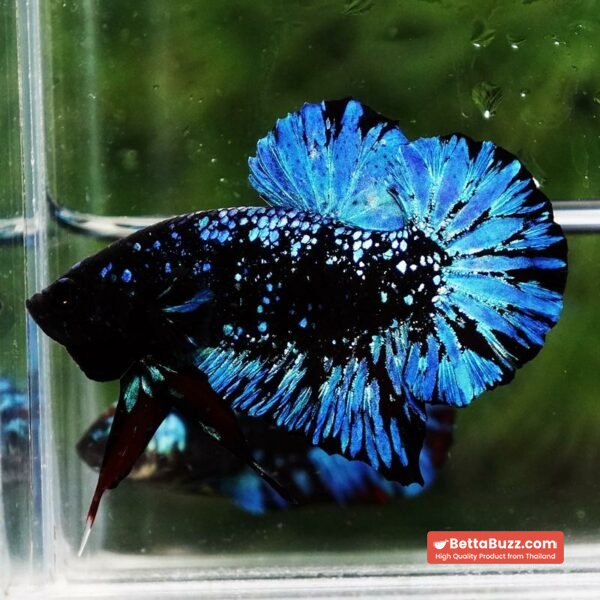 Betta Fish Avatar Nebular Black Star OHMPK - Image 4