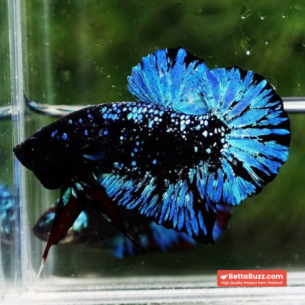 Betta Fish Avatar Nebular Black Star OHMPK - Image 6